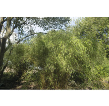 Bambu i trädgården