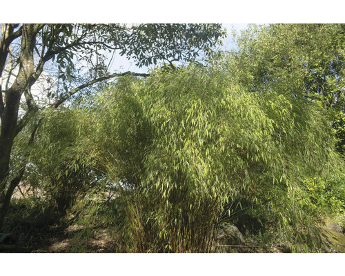Bambu i trädgården