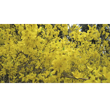 Närbild av en forsythiabuske med gula blommor