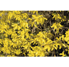 Närbild av blommande forsythia