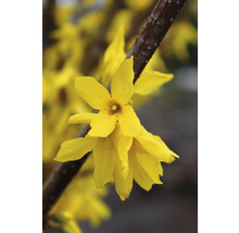 Närbild av forsythiablommor på en gren
