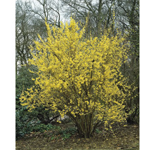 Forsythia buske med gula blommor