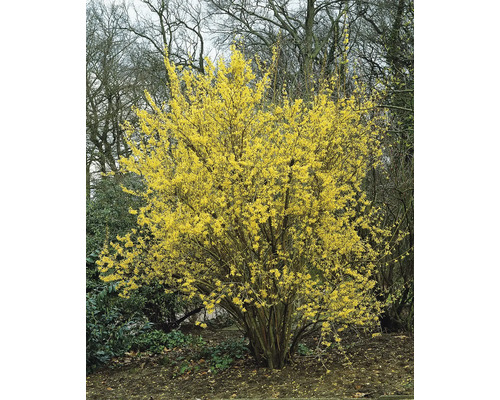 Forsythia buske med gula blommor