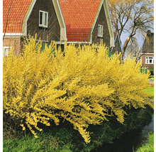 Gult blommande forsythia i trädgården