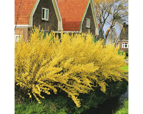 Gult blommande forsythia i trädgården
