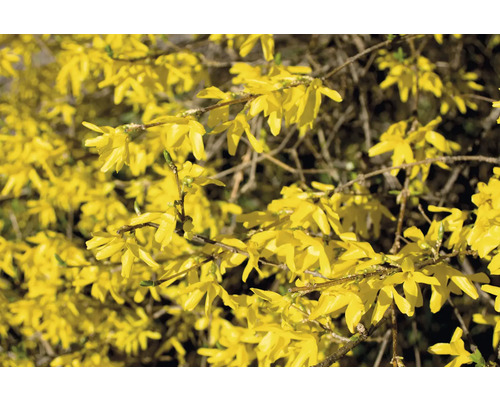 Närbild av forsythia blommor på grenar