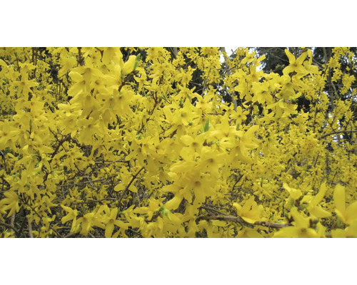 Närbild av forsythiablommor
