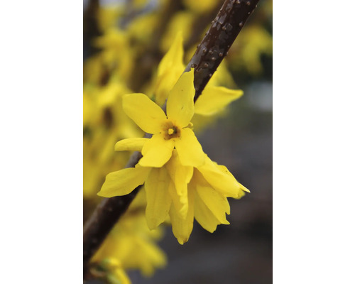 Närbild av en forsythiablomma på en gren