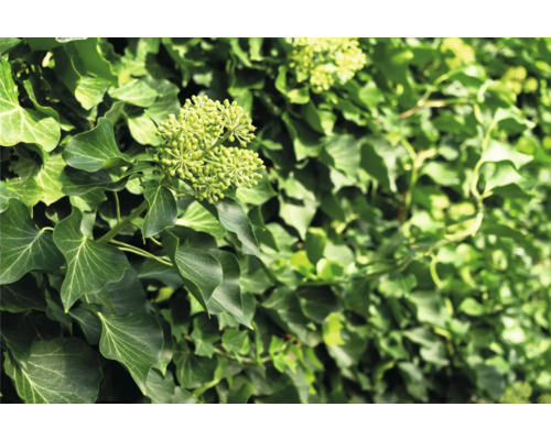 Närbild av murgröna med blomställning