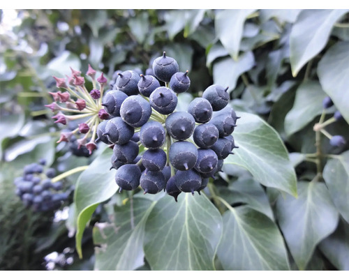 Murgröna med mogna bär