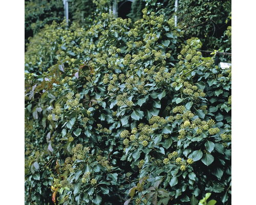 Buskmurgröna OMNIA GARDEN Hedera (Buskformiga Gruppen) 'Arborescens' 10-pack Murgröna växtlighet med blad och blommor