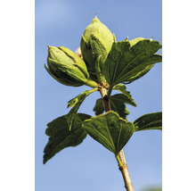 Hibiskusknoppar och blad mot blå himmel