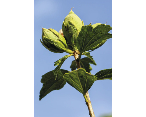 Hibiskusknoppar och blad mot blå himmel