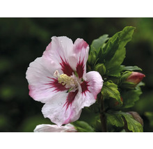 Hibiskusblomma med blad