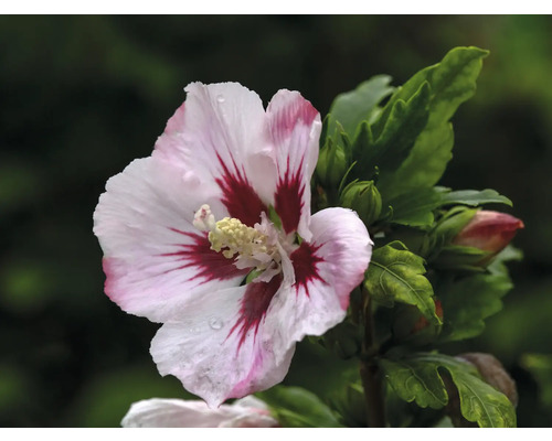 Hibiskusblomma med blad