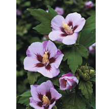 Närbild av hibiskusblommor