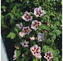 Hibiskusbuske med blommor och gröna blad