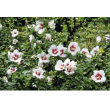 Blommande buske med hibiskusblommor