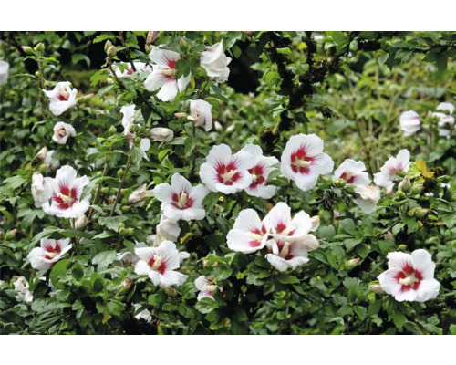 Blommande buske med hibiskusblommor