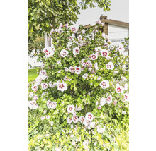 Hibiskusbuske med många blommor i trädgården