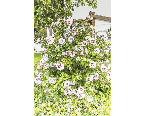 Hibiskusbuske med många blommor i trädgården