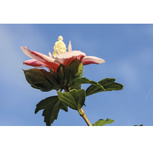 Hibiskusblomma med blomknoppar mot blå himmel