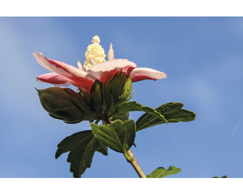 Hibiskusblomma med blomknoppar mot blå himmel