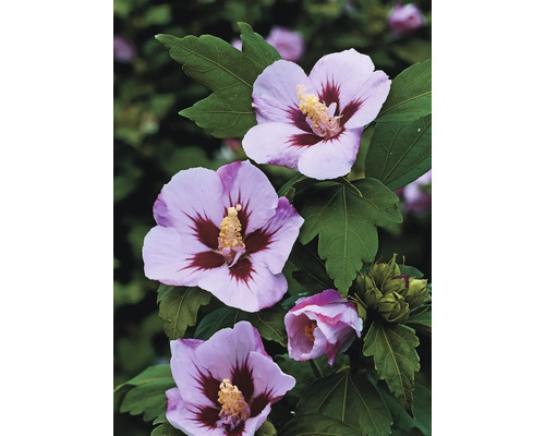 Närbild av hibiskusblommor med blad