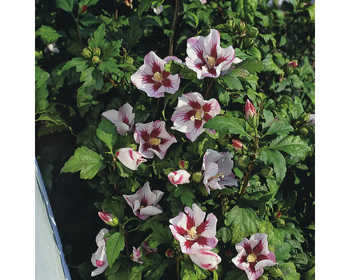 Blommande hibiskusbuske i trädgården