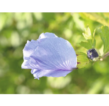 Närbild av en blå hibiskusblomma med daggdroppar