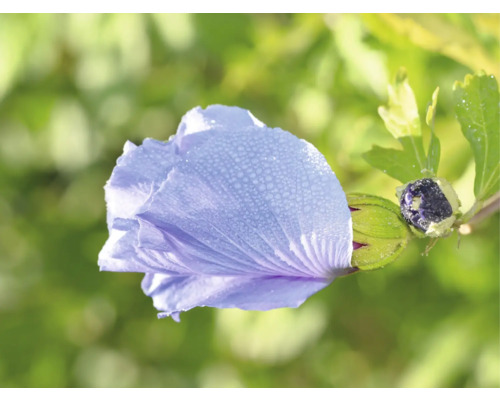 Närbild av en blå hibiskusblomma med daggdroppar