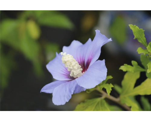 Enskild hibiskusblomma i närbild
