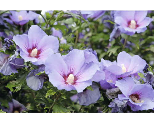 Närbild av blå hibiskusblommor