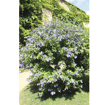 Blommande hibiskusbuske i trädgården
