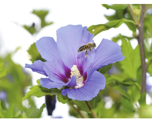 Ett bi flyger till en blå hibiskusblomma.