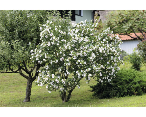 Trädgårdsutsikt med blommande hibiskusbuske