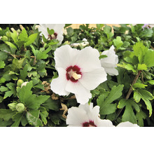Närbild av vita hibiskusblommor i trädgården