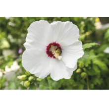 Närbild av en enda blommande hibiskusblomma