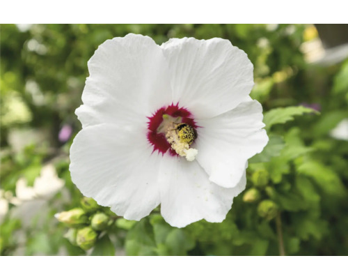 Närbild av en enda blommande hibiskusblomma