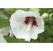 Närbild av en enda vit hibiskusblomma med rött centrum