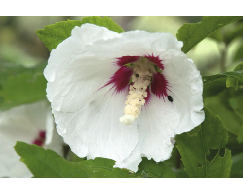 Närbild av en enda vit hibiskusblomma med rött centrum