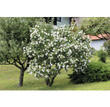 Trädgård med hibiskusbuske med vita blommor
