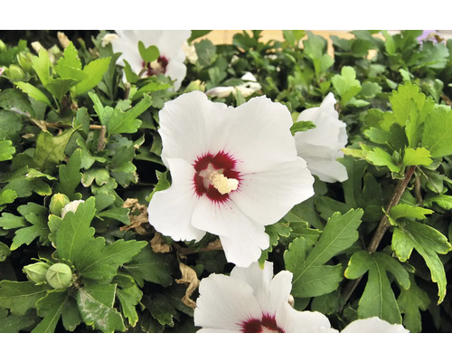 Blommande hibiskusbuske med vita blommor och gröna blad