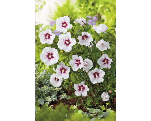 Hibiskusbuske med vita blommor och mörkrosa mitt i trädgården.
