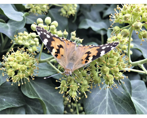 Tistelfjäril på murgrönablomma