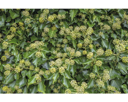 Murgröna med gröna blad och blomställningar