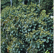 Murgröna med blad och blommor