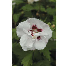 Närbild av en enda hibiskusblomma i trädgården