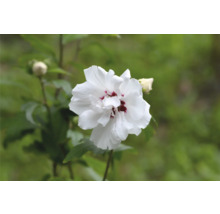 Enkel vit hibiskusblomma med mörkt centrum