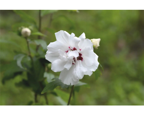 Enkel vit hibiskusblomma med mörkt centrum
